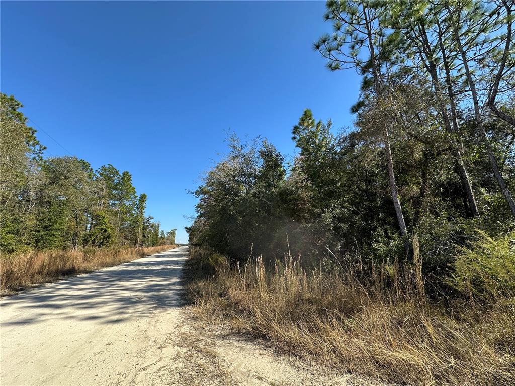 Tbd Northeast 15 Street Williston, FL 32696 - Photo 6 of 7 a view of a yard and trees