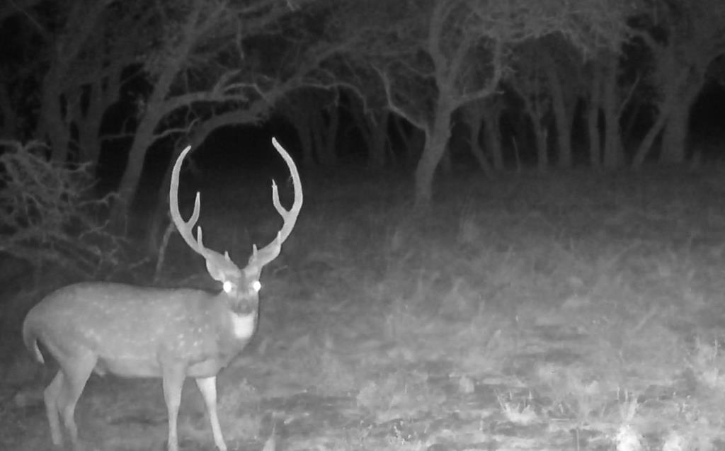 0 Stevens Ranch Road Harper, TX 78631 - Photo 31 of 31