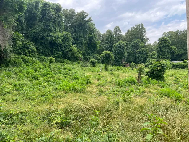 a view of a lush green forest next to a building