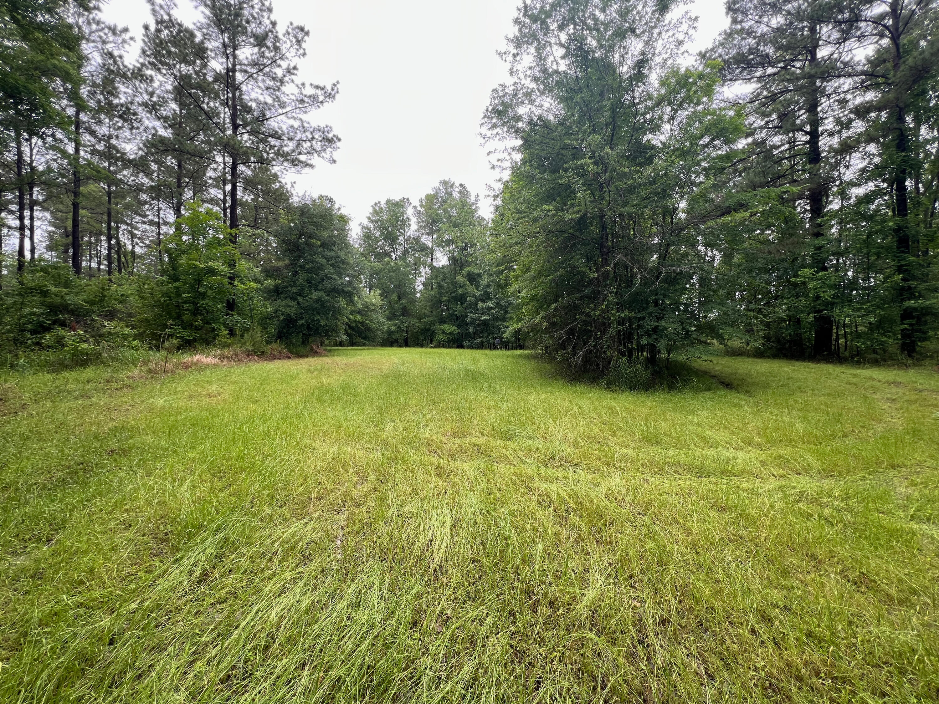 0 Co Road Shubuta, MS 39360 - Photo 15 of 19 shubuta land mls size (13 of 17)