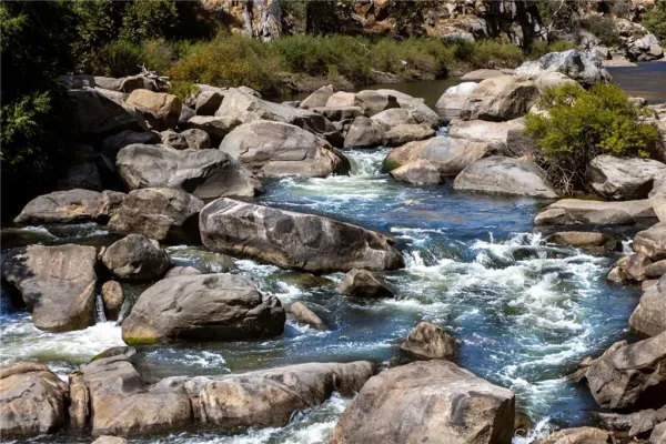 a picture of floor with lots of trees