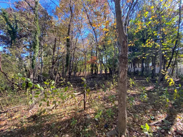 a view of a forest