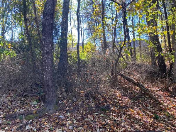 a view of a forest with trees