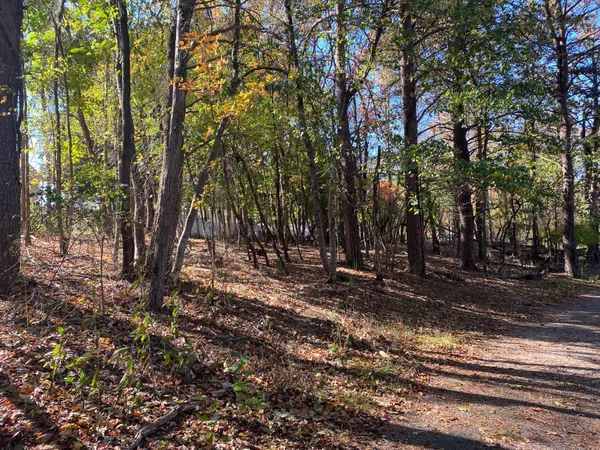 a view of a yard with lots of trees