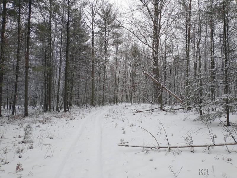 40-acres Hottis Road Whittemore, MI 48770 - Photo 11 of 23