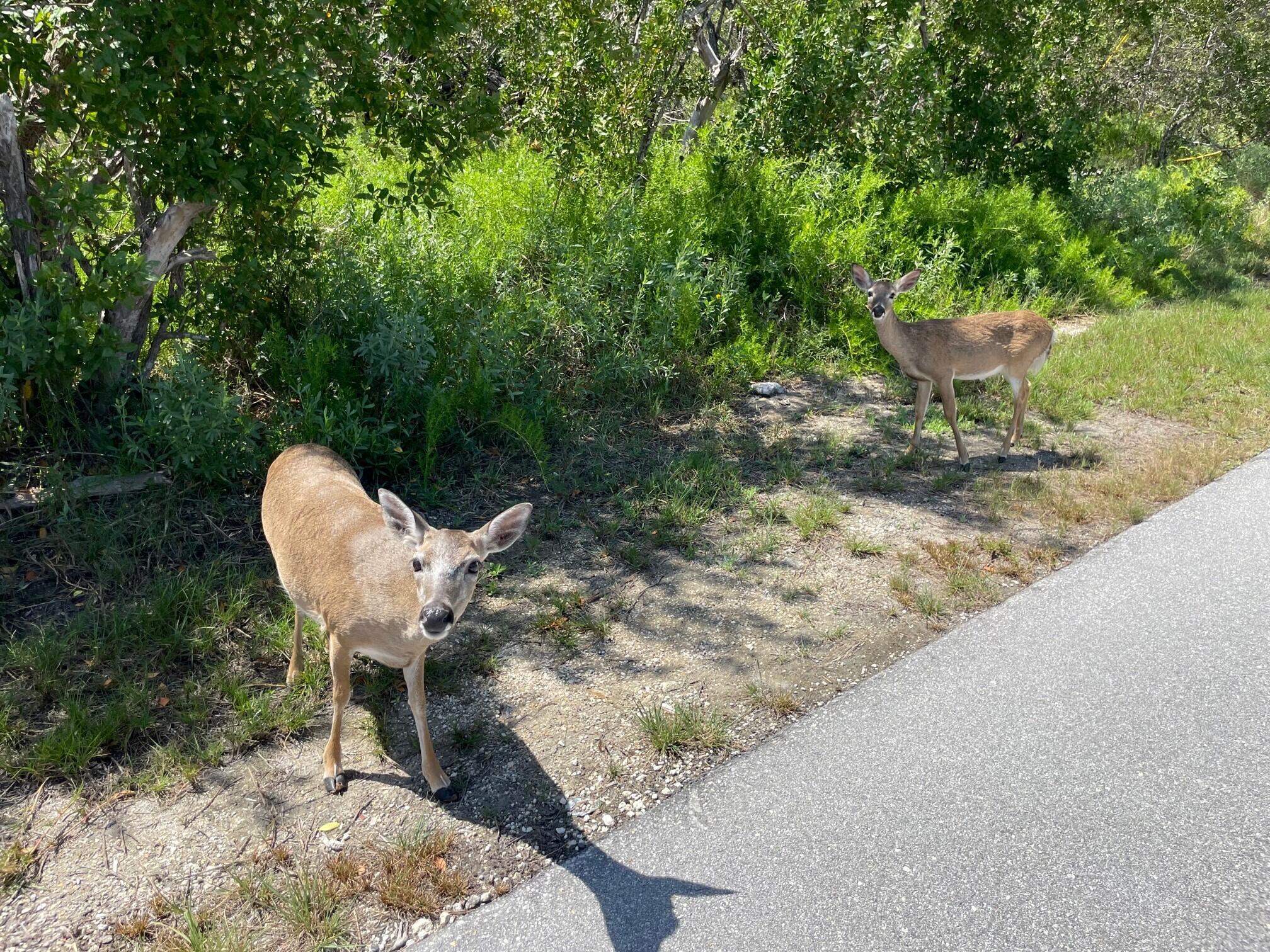 31625 Warner Street Big Pine Key, FL 33043 - Photo 27 of 30 a view of a backyard with table and chairs