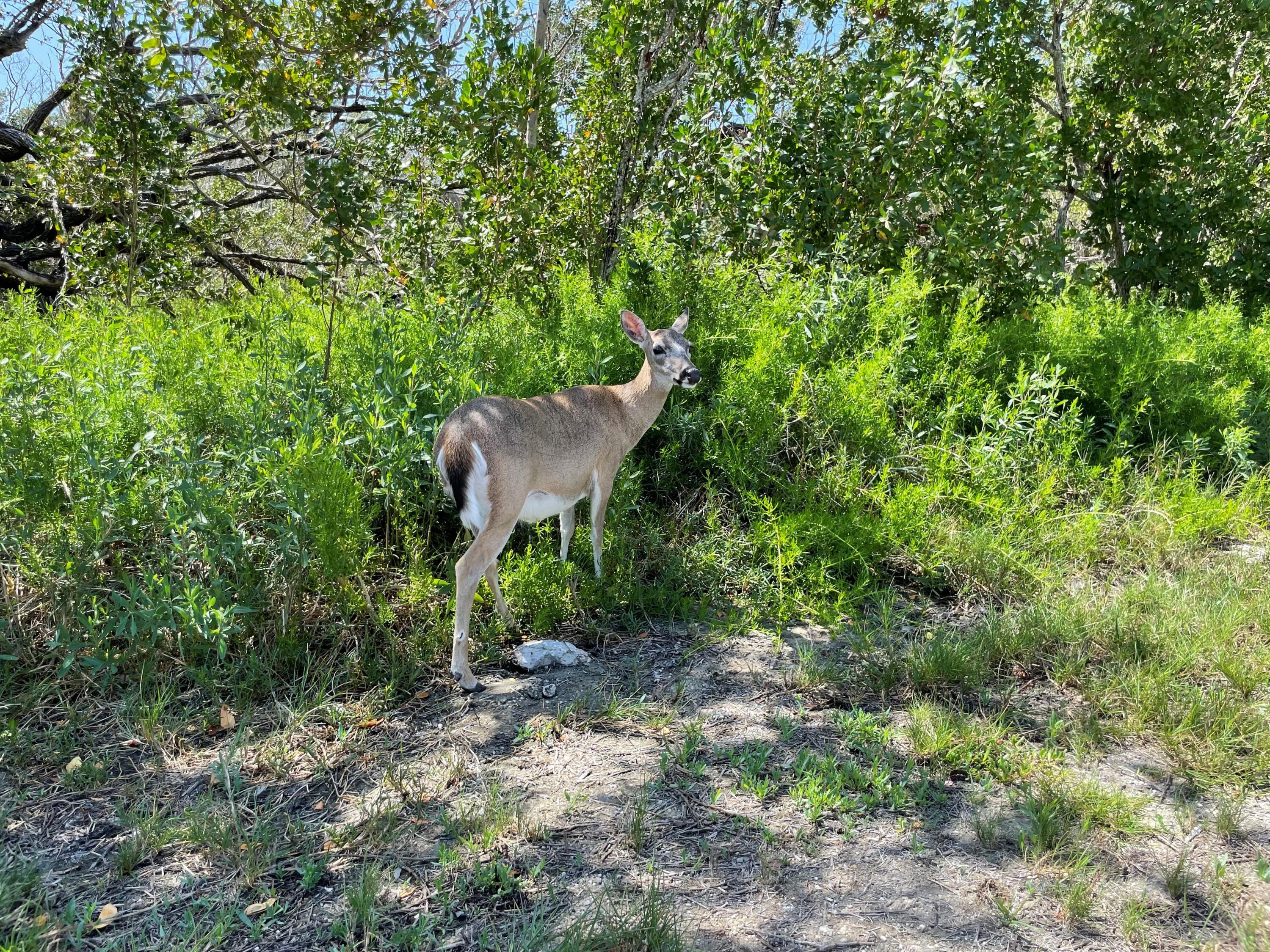 31625 Warner Street Big Pine Key, FL 33043 - Photo 28 of 30 a view of a house with a yard and tree