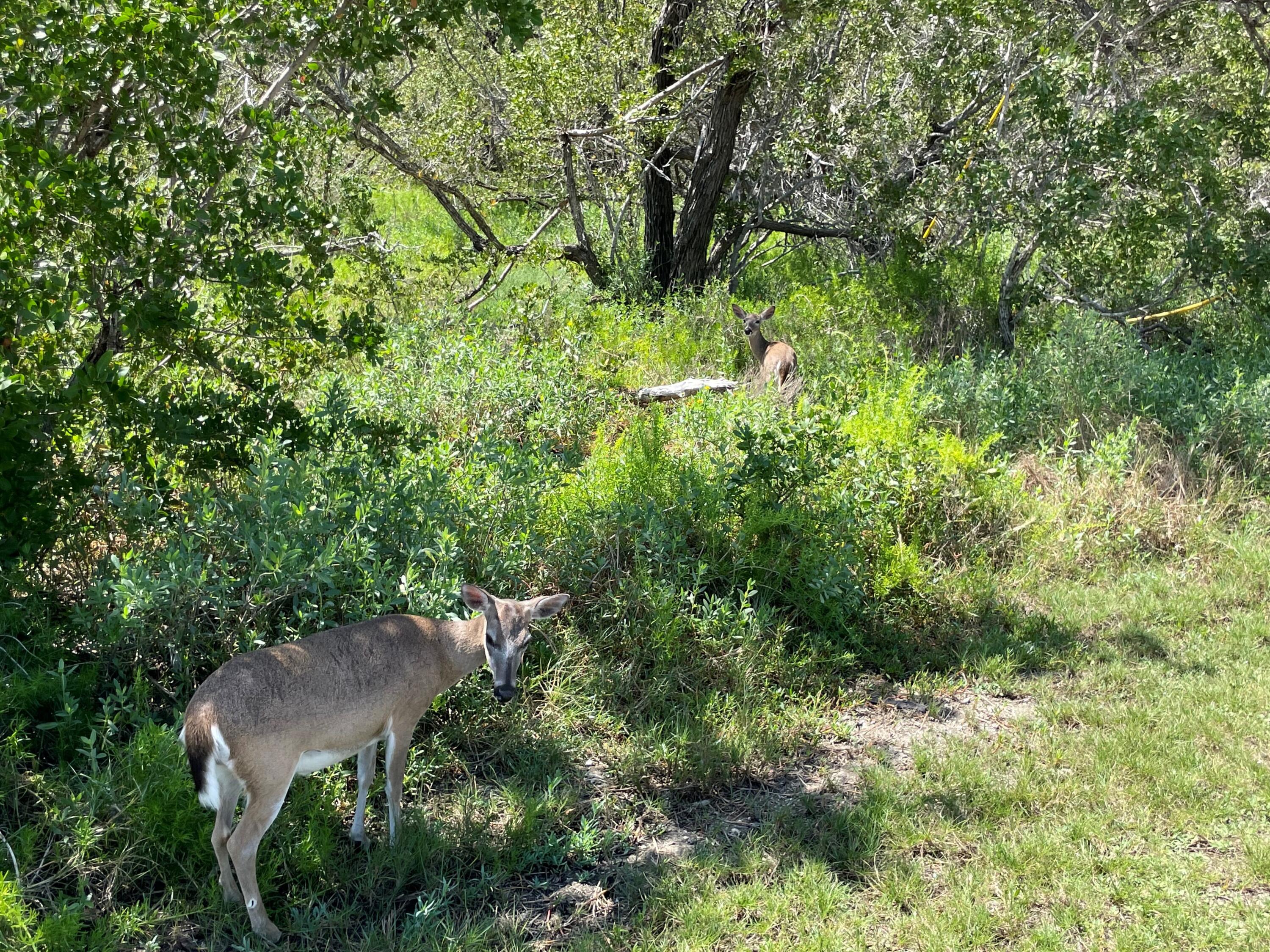31625 Warner Street Big Pine Key, FL 33043 - Photo 30 of 30 a view of a house in a forest