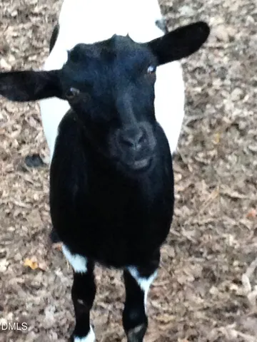 $449,000 | 520 Swim & Croquet, Pittsboro, NC 27312