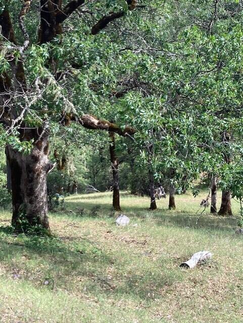 395 East Van Duzen Road Bridgeville, CA 95526 - Photo 15 of 19 a view of yard with tree