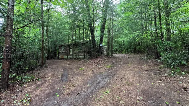 a view of a forest with trees in the background