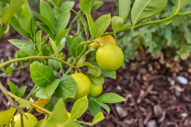 $1,199,900 | 3177 Hinsdale Court, Folsom, CA 95630