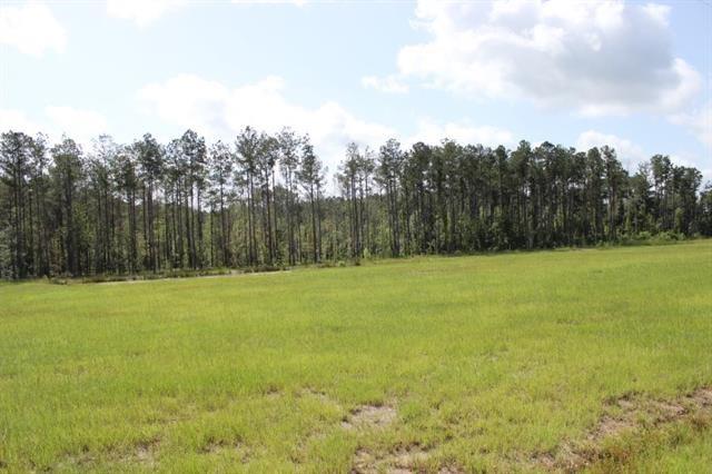 29644 Billy Joe Road Independence, LA 70443 - Photo 3 of 5