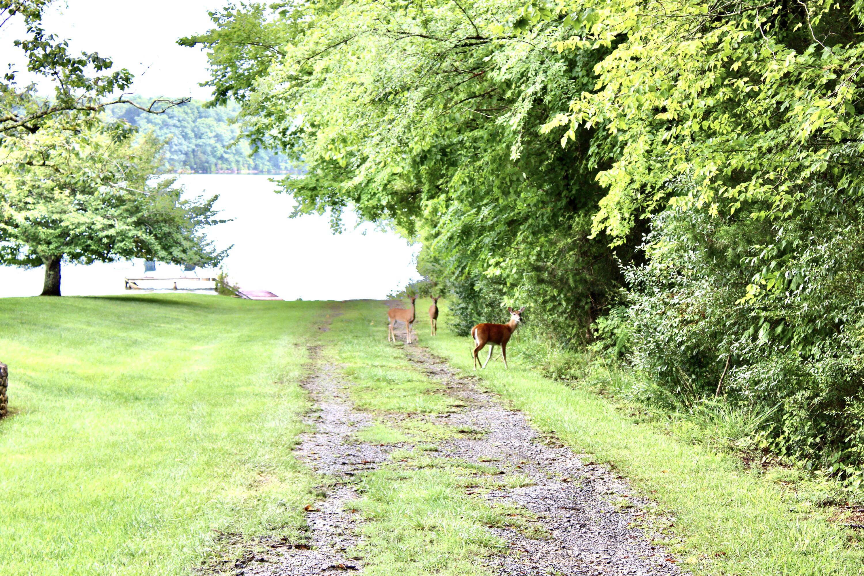 215 Lenore Lane Spring City, TN 37381 - Photo 24 of 26 IMG_1173