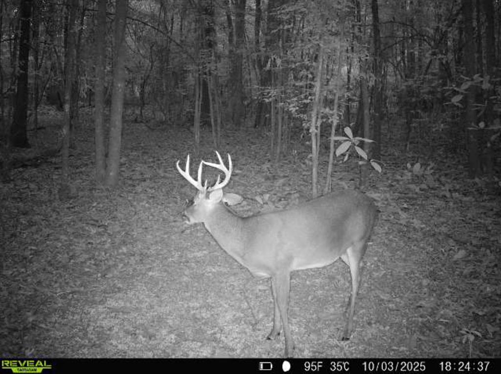 49-acres Mt Zion Road Gordon, AL 36343 - Photo 9 of 21