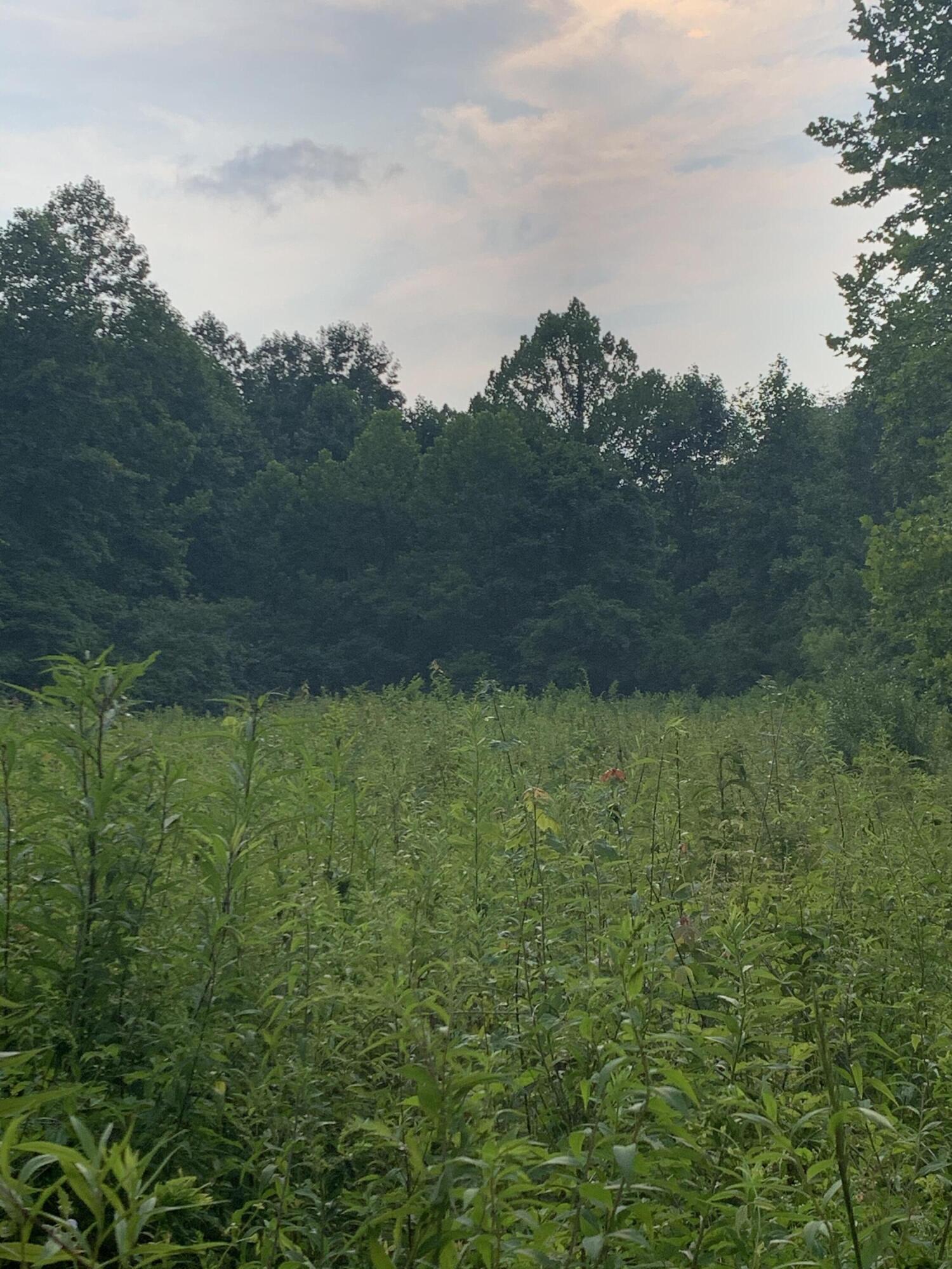 9999 Chestnut Branch Road Manchester, KY 40962 - Photo 11 of 28 132043C8-482D-436D-A53E-CEA827A43F98