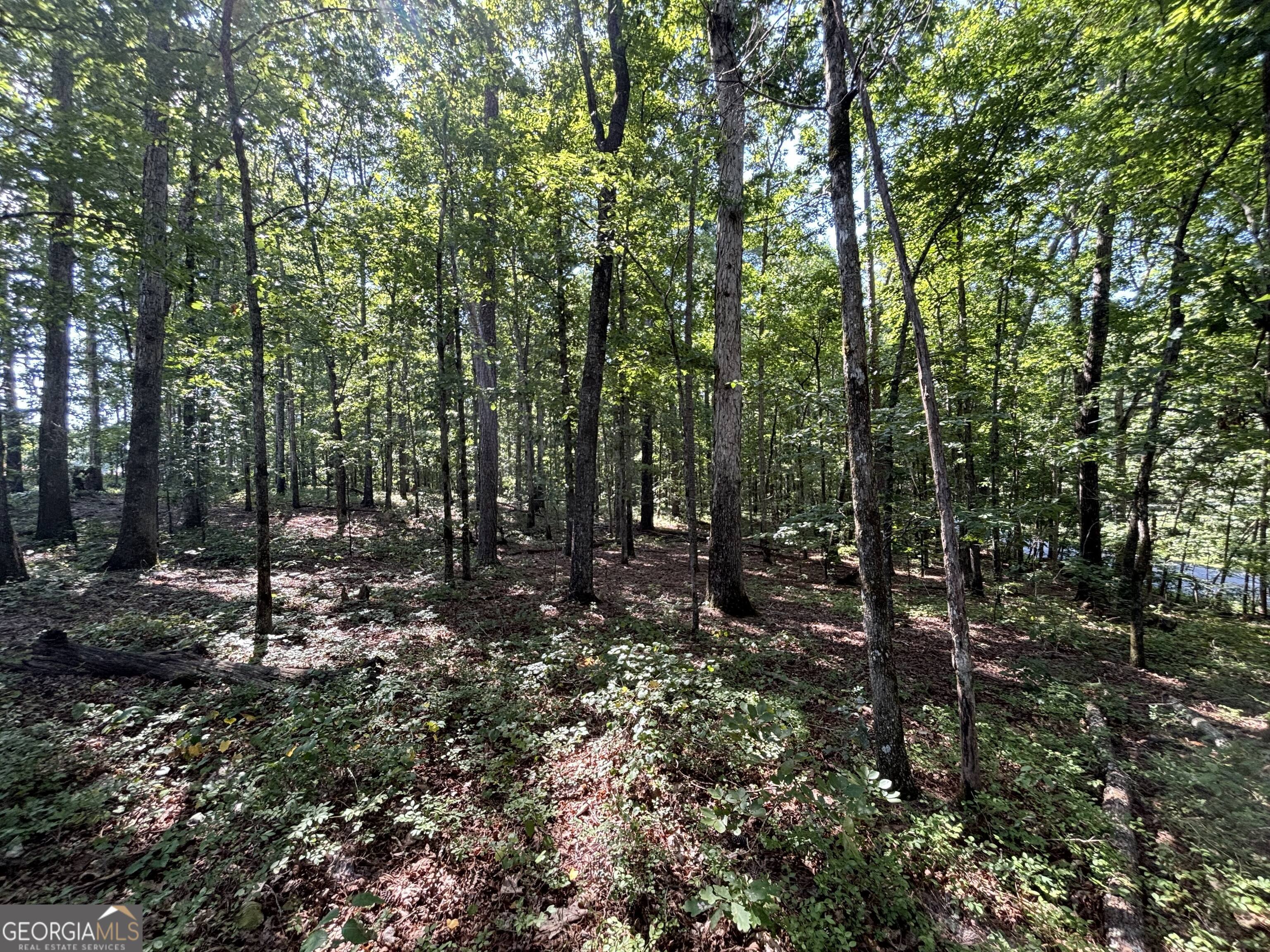 2578 Temple Johnson Road Snellville, GA 30078 - Photo 11 of 18 a view of a forest that has large trees