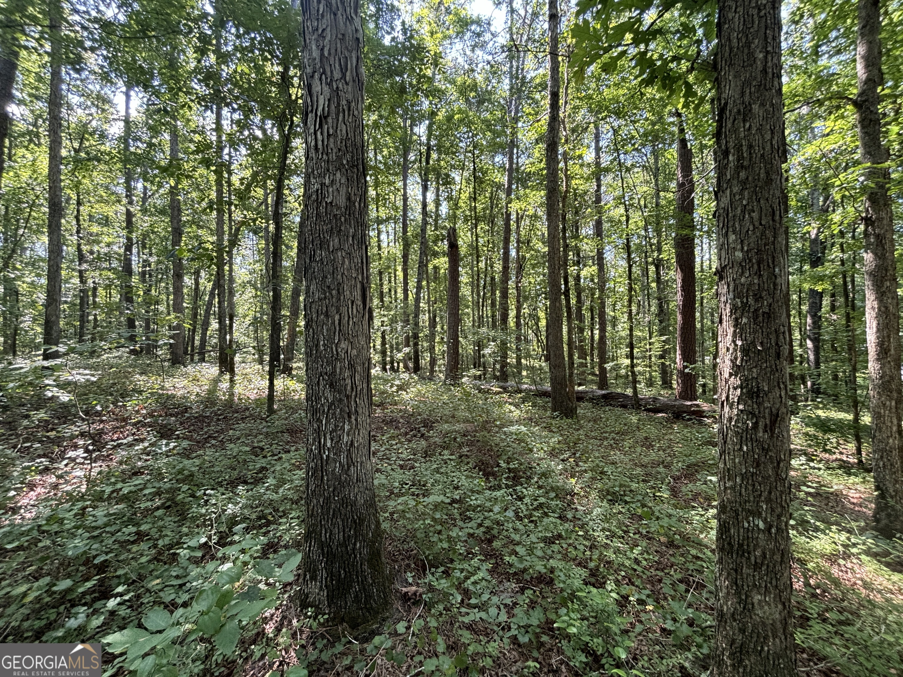 2578 Temple Johnson Road Snellville, GA 30078 - Photo 14 of 18 a view of forest