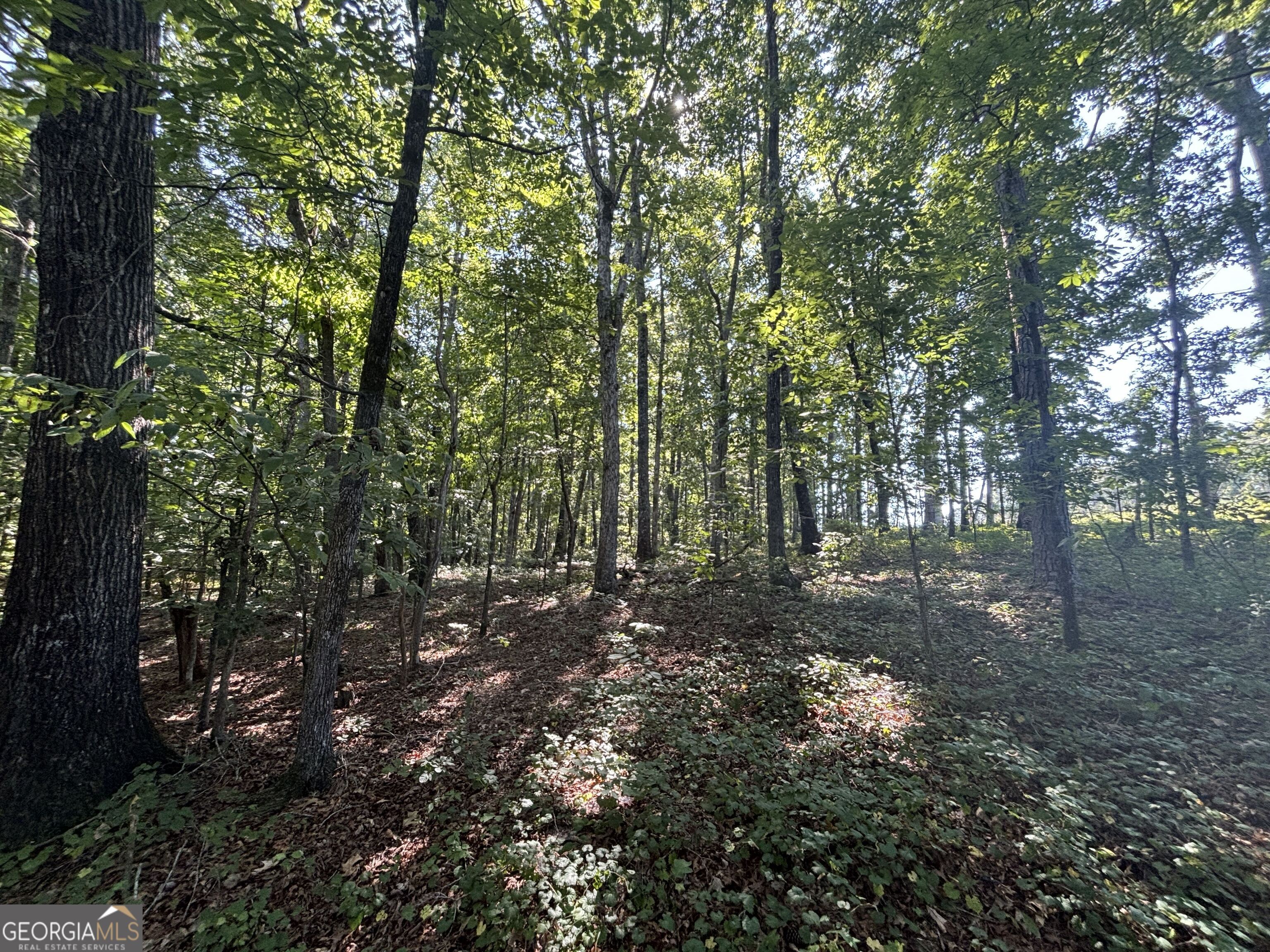 2578 Temple Johnson Road Snellville, GA 30078 - Photo 7 of 18 a view of a forest with trees in the background