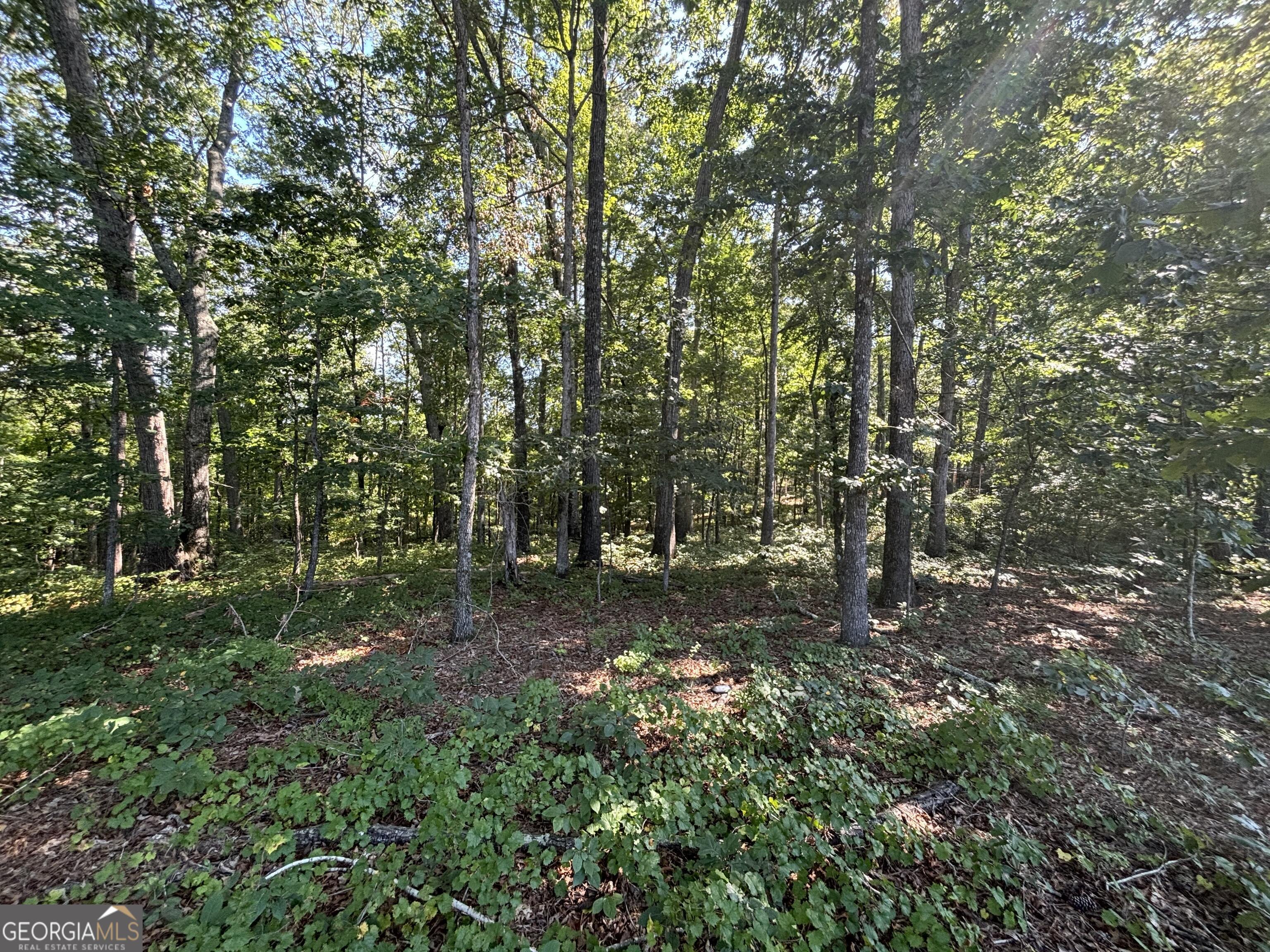 2578 Temple Johnson Road Snellville, GA 30078 - Photo 9 of 18 a view of a forest with trees in the background