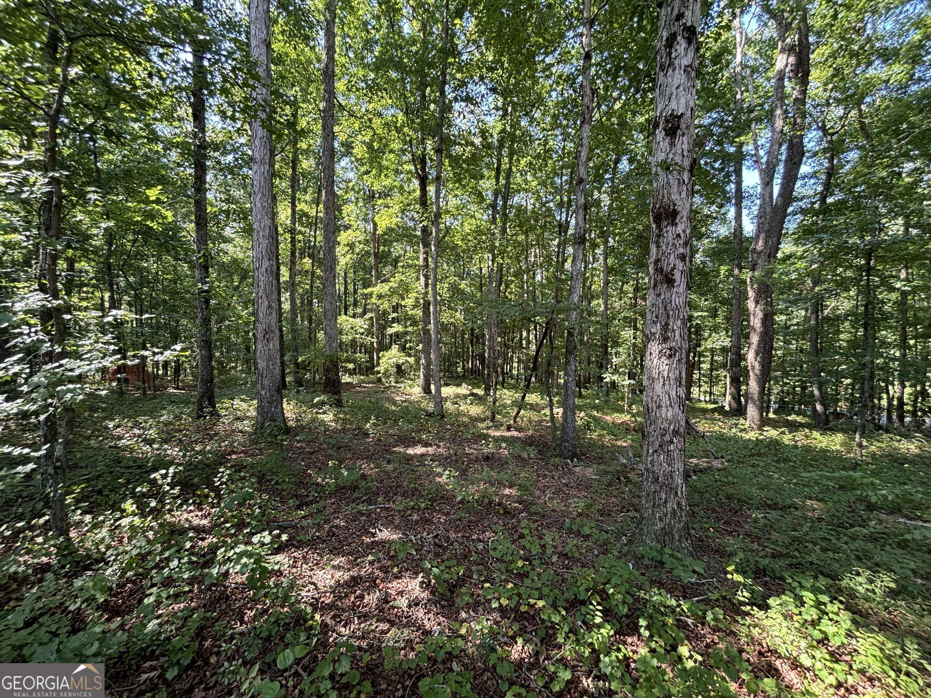2578 Temple Johnson Road Snellville, GA 30078 - Photo 10 of 18 a view of a forest with trees