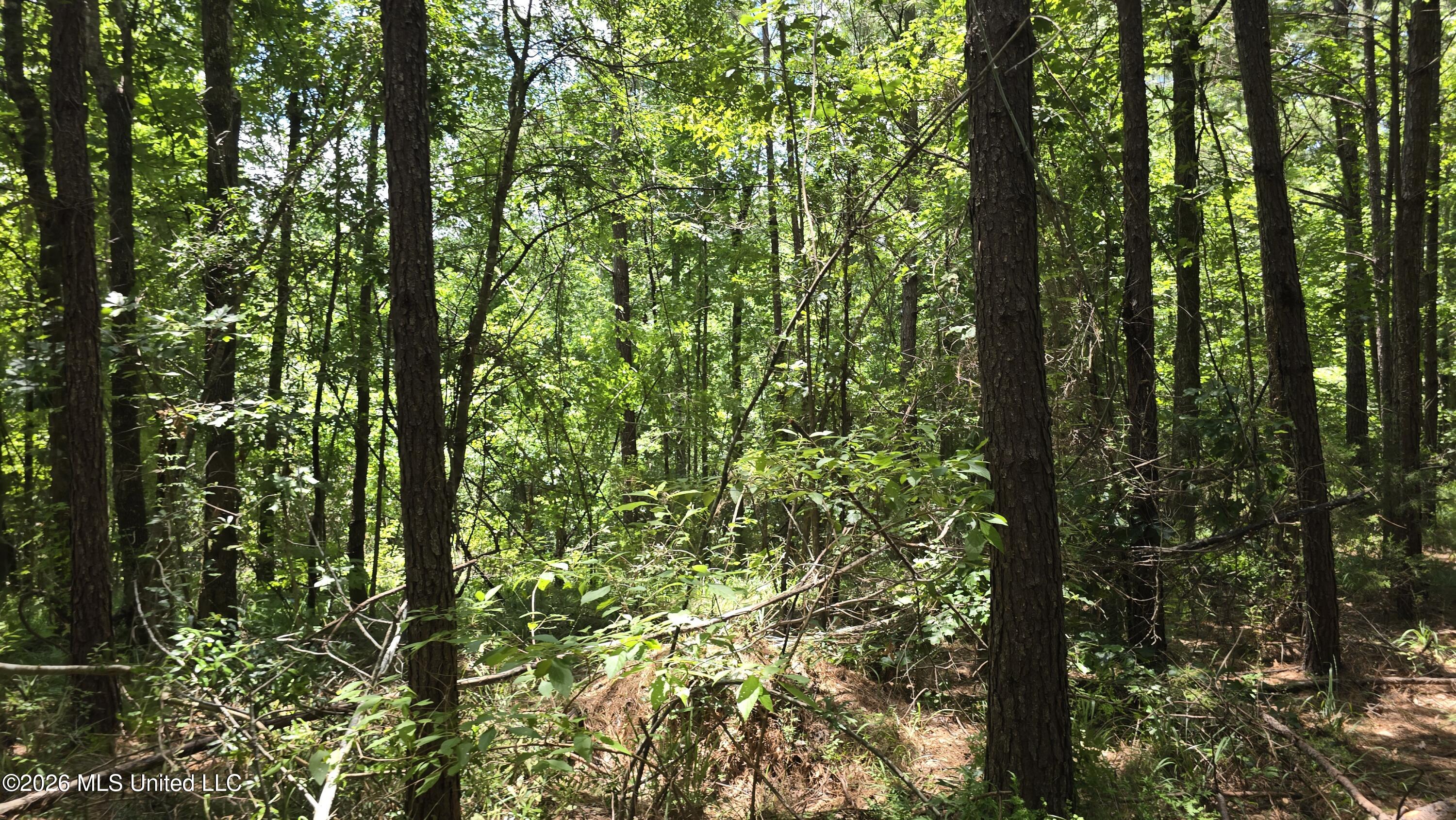 . Neal Posey Road McCall Creek, MS 39647 - Photo 10 of 18 20260709_130653