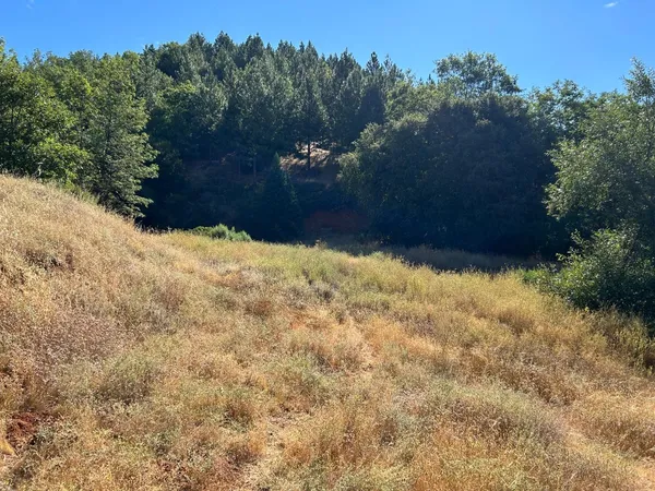 a view of a forest with a tree