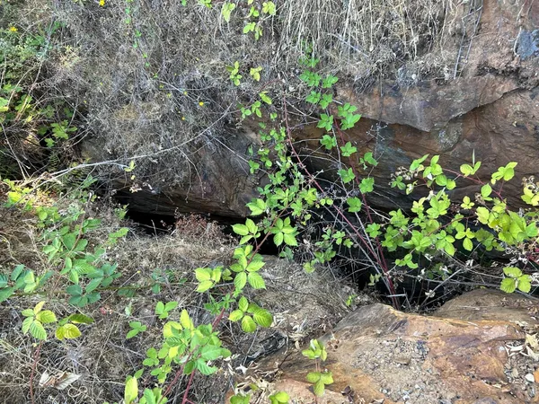 a view of a tree with a yard