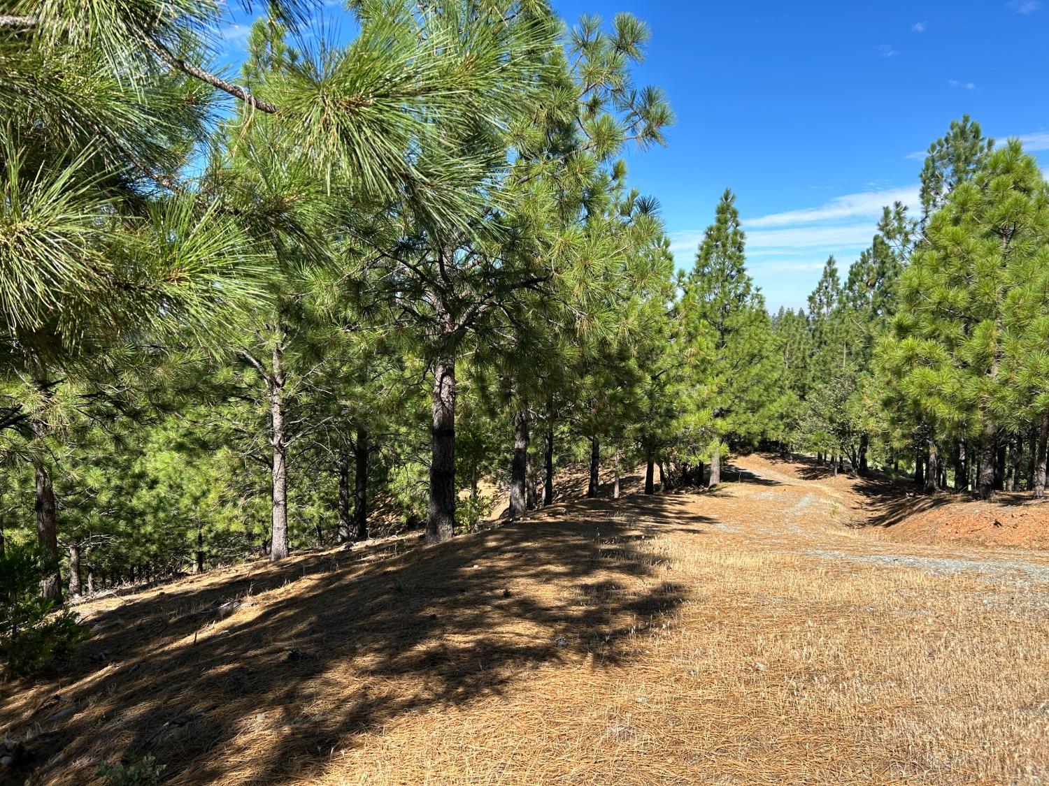 0 Sheep Ranch Road Murphys, CA 95247 - Photo 24 of 51