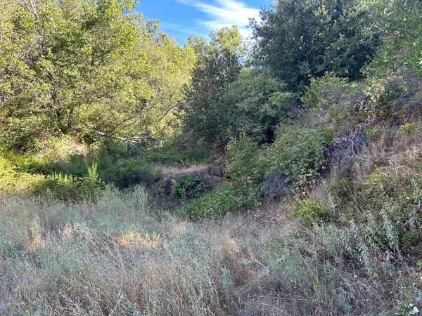a view of a dry yard with trees