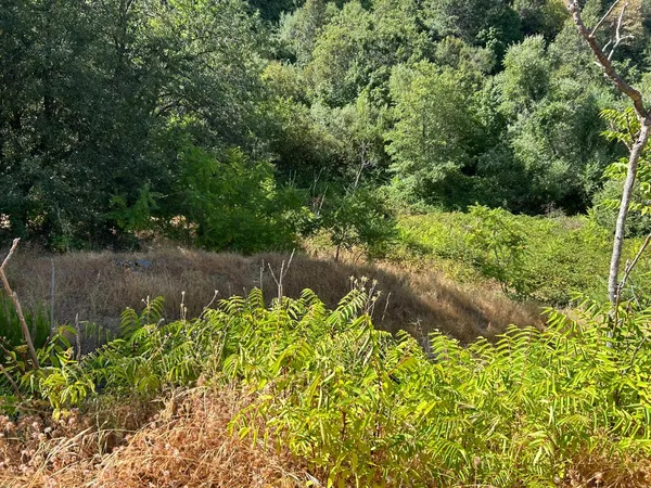 a view of a forest with a tree