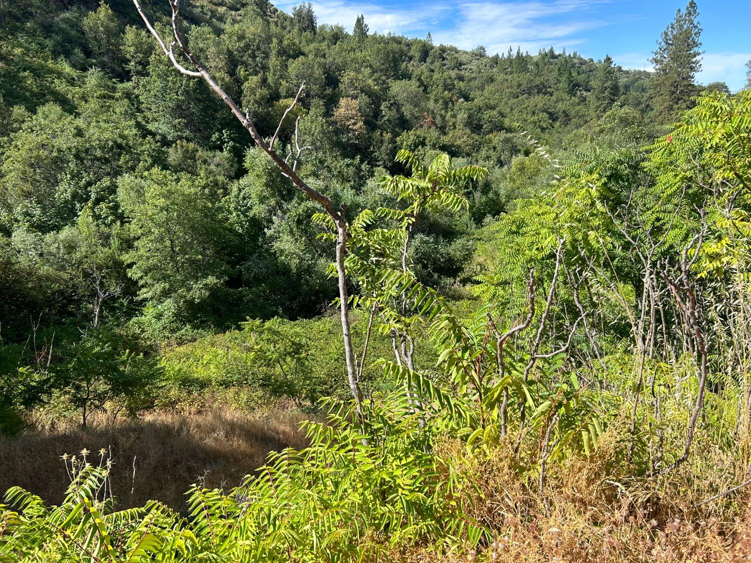 0 Sheep Ranch Road Murphys, CA 95247 - Photo 33 of 51