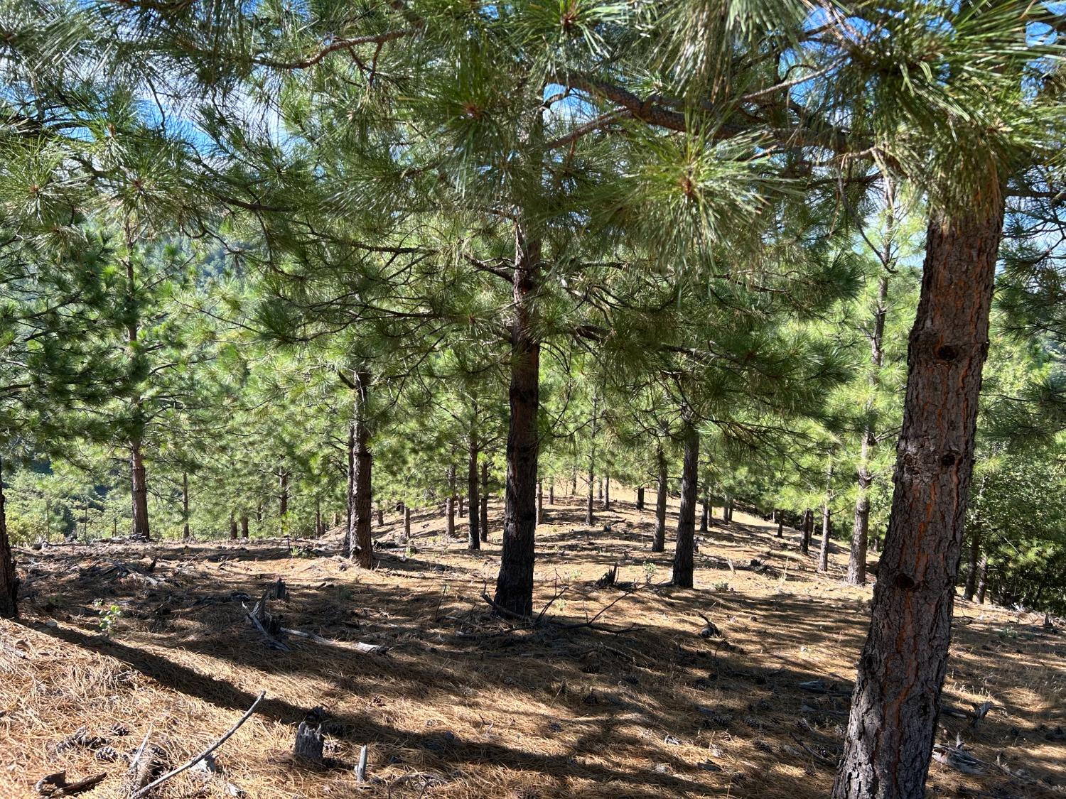 0 Sheep Ranch Road Murphys, CA 95247 - Photo 36 of 51