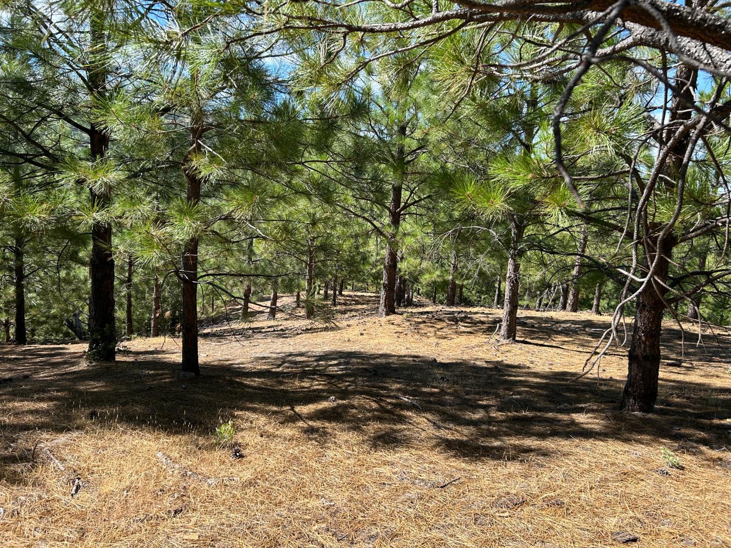 0 Sheep Ranch Road Murphys, CA 95247 - Photo 41 of 51