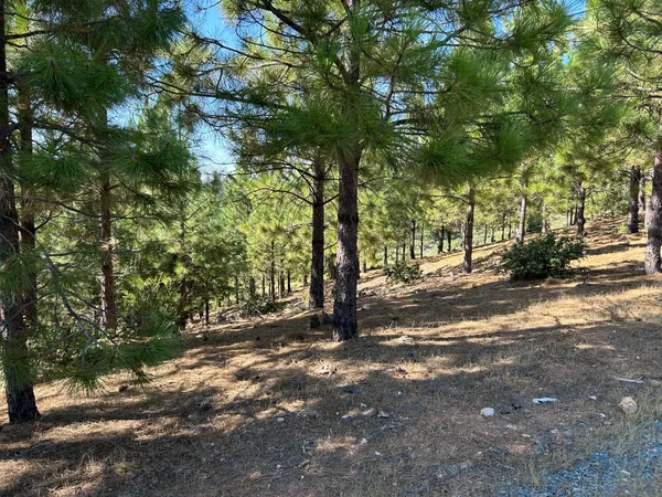 a view of road with trees