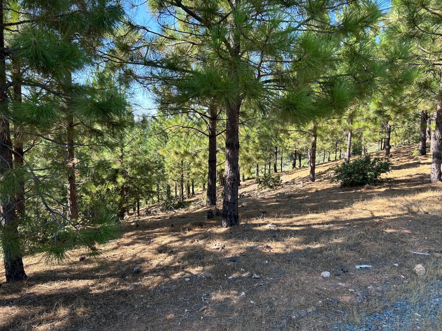 0 Sheep Ranch Road Murphys, CA 95247 - Photo 7 of 51