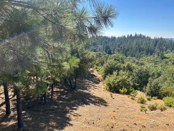 a view of a yard with a tree