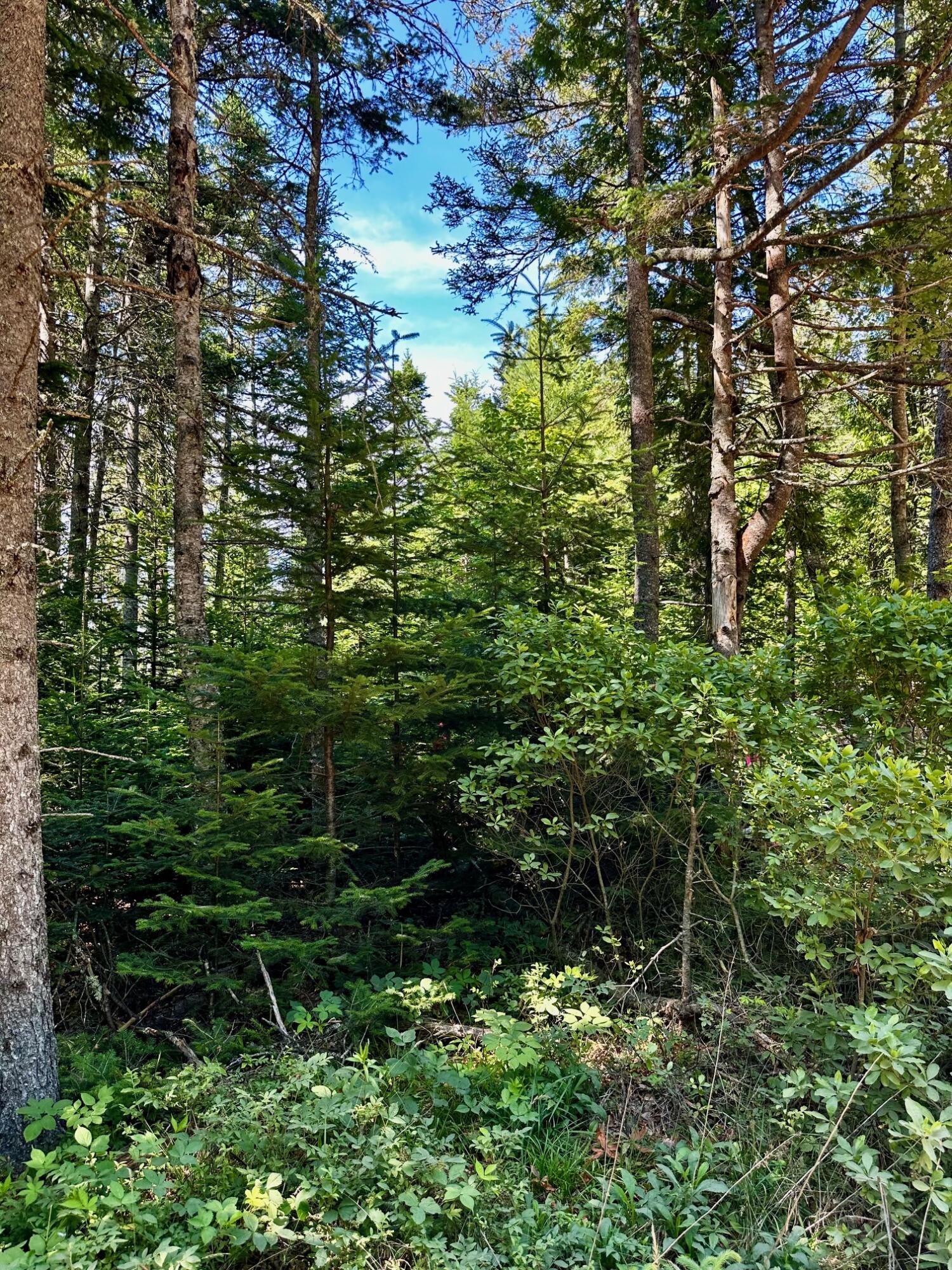 0 Flye Point, Unit LOT 2 Brooklin, ME 04616 - Photo 2 of 6 Lot 2 c