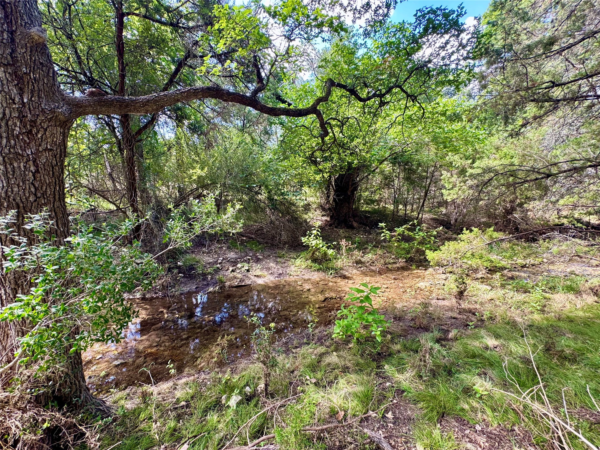 242 Landons Way Georgetown, TX 78633 - Photo 17 of 30 A tranquil stream meanders through a naturally illuminated woodland setting.