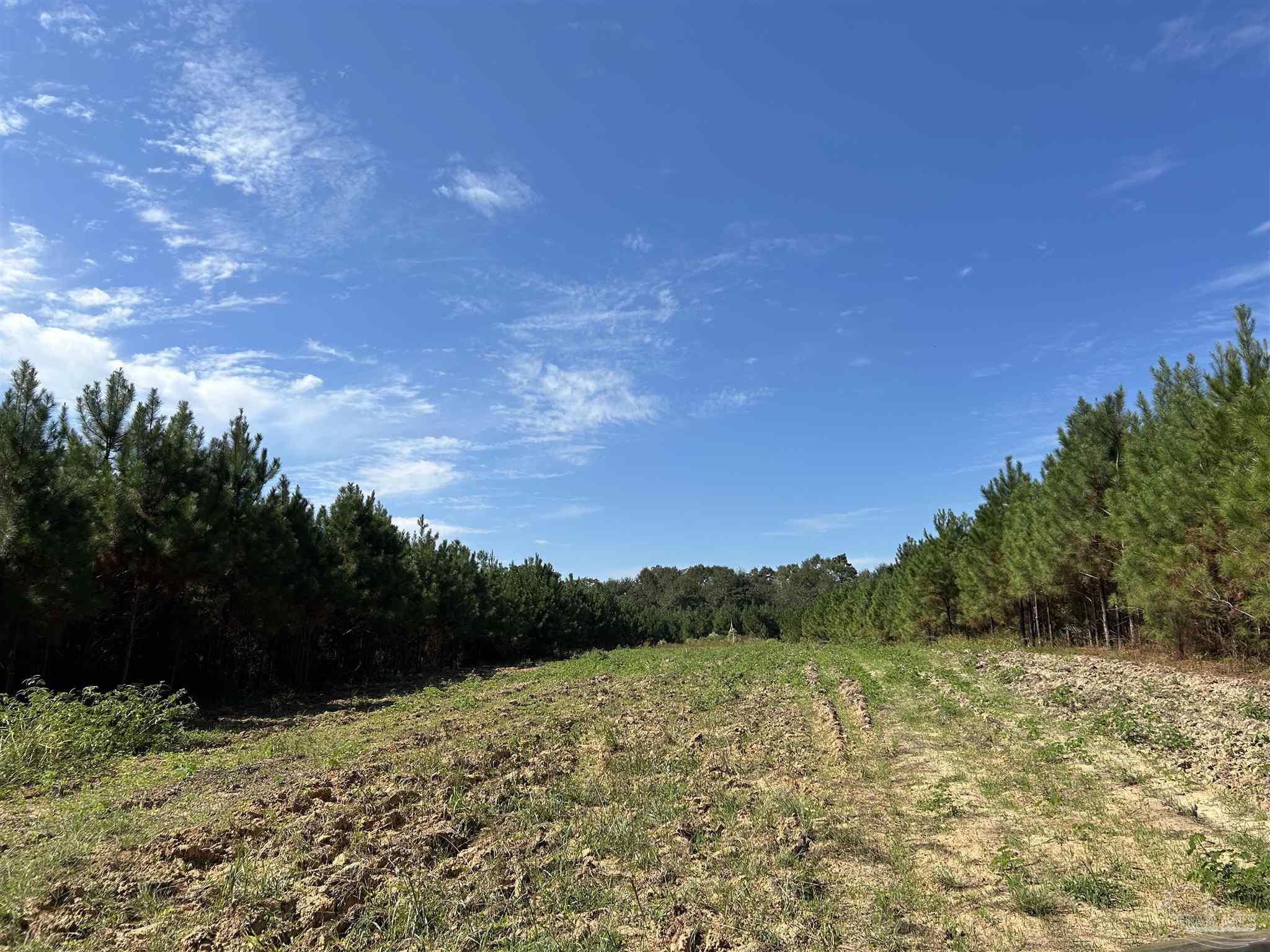 Lot B Beaver Creek Road Wing, AL 36483 - Photo 4 of 6
