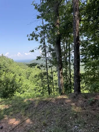 a view of a forest filled with trees