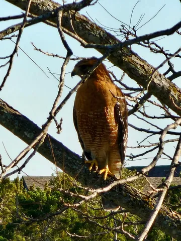 $985,000 | 4705 Foster Ranch Road, Austin, TX 78735