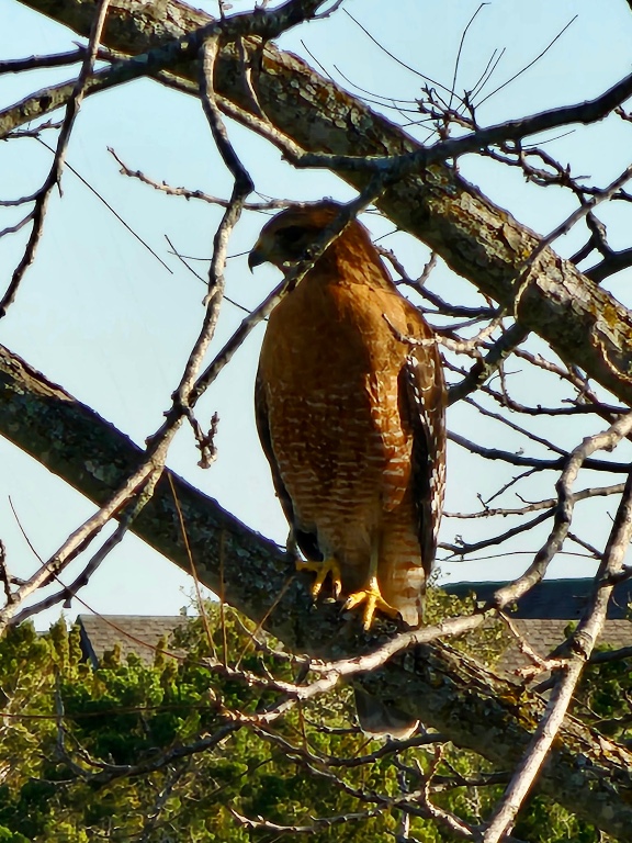 4705 Foster Ranch Road Austin, TX 78735 - Photo 36 of 40 a picture of a building in a yard