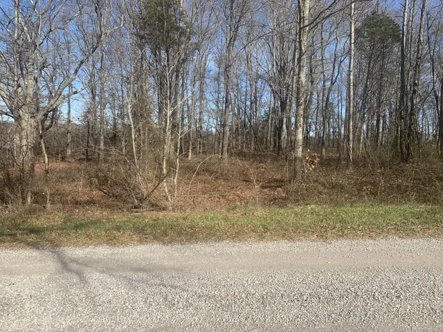 a view of a yard with large trees
