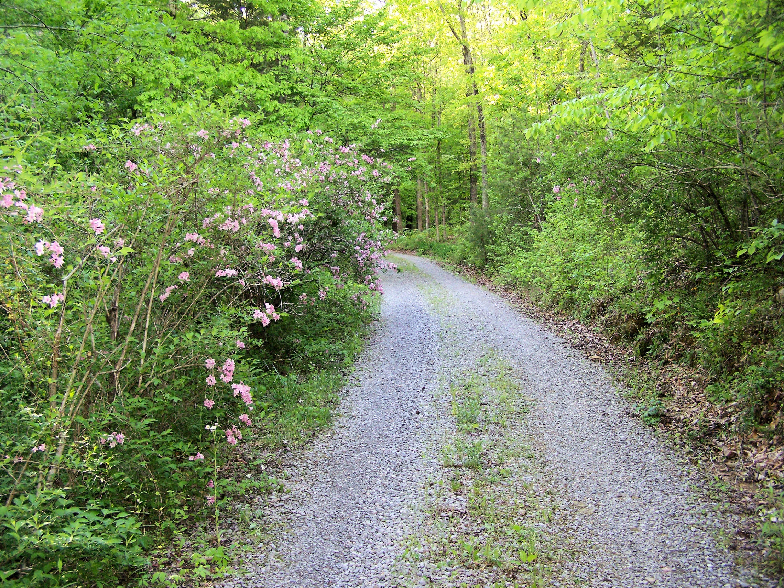 522 Cliffside Road Pikeville, TN 37367 - Photo 2 of 33 2 DRIVEWAY VIEW 2