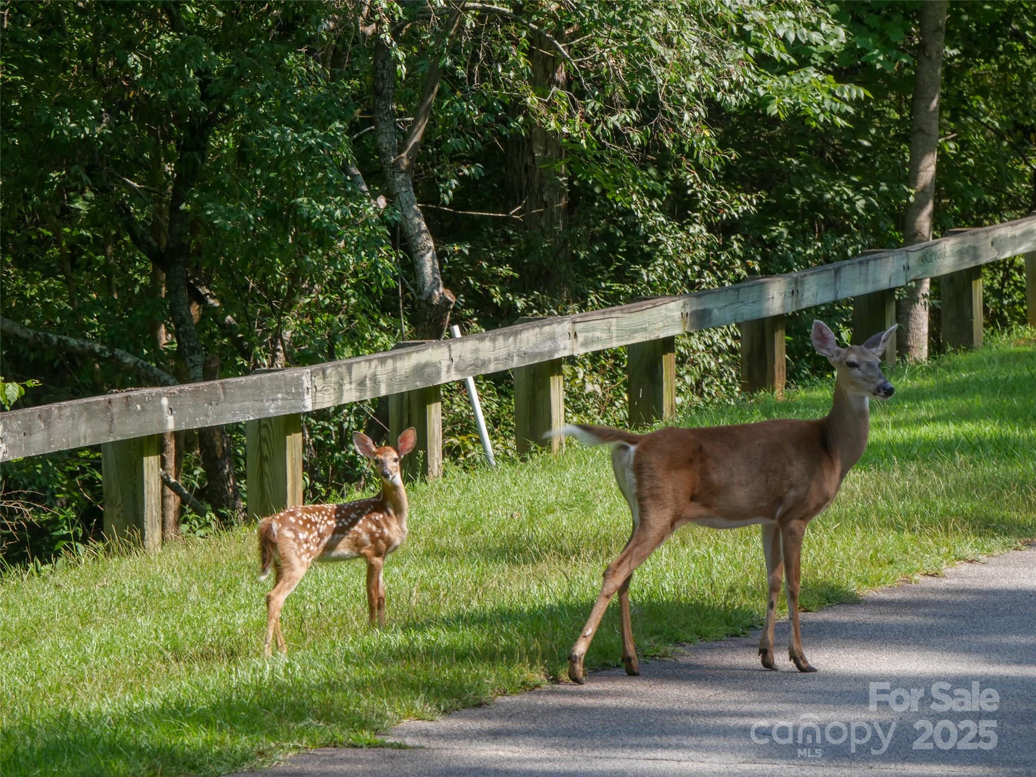 203 Cherry Hill Ln Mill Spring Mill Spring, NC 28756 - Photo 17 of 38