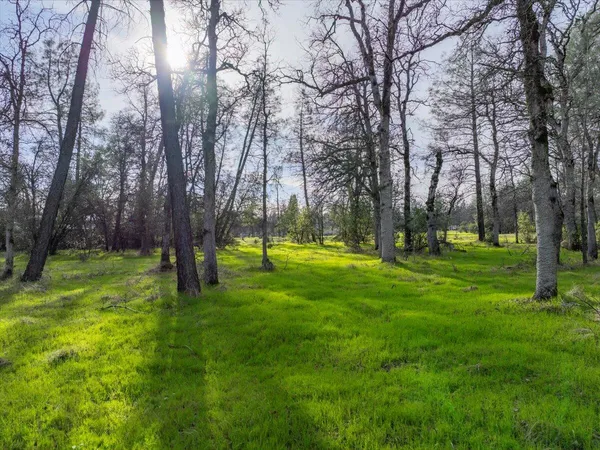 a view of a park with a tree