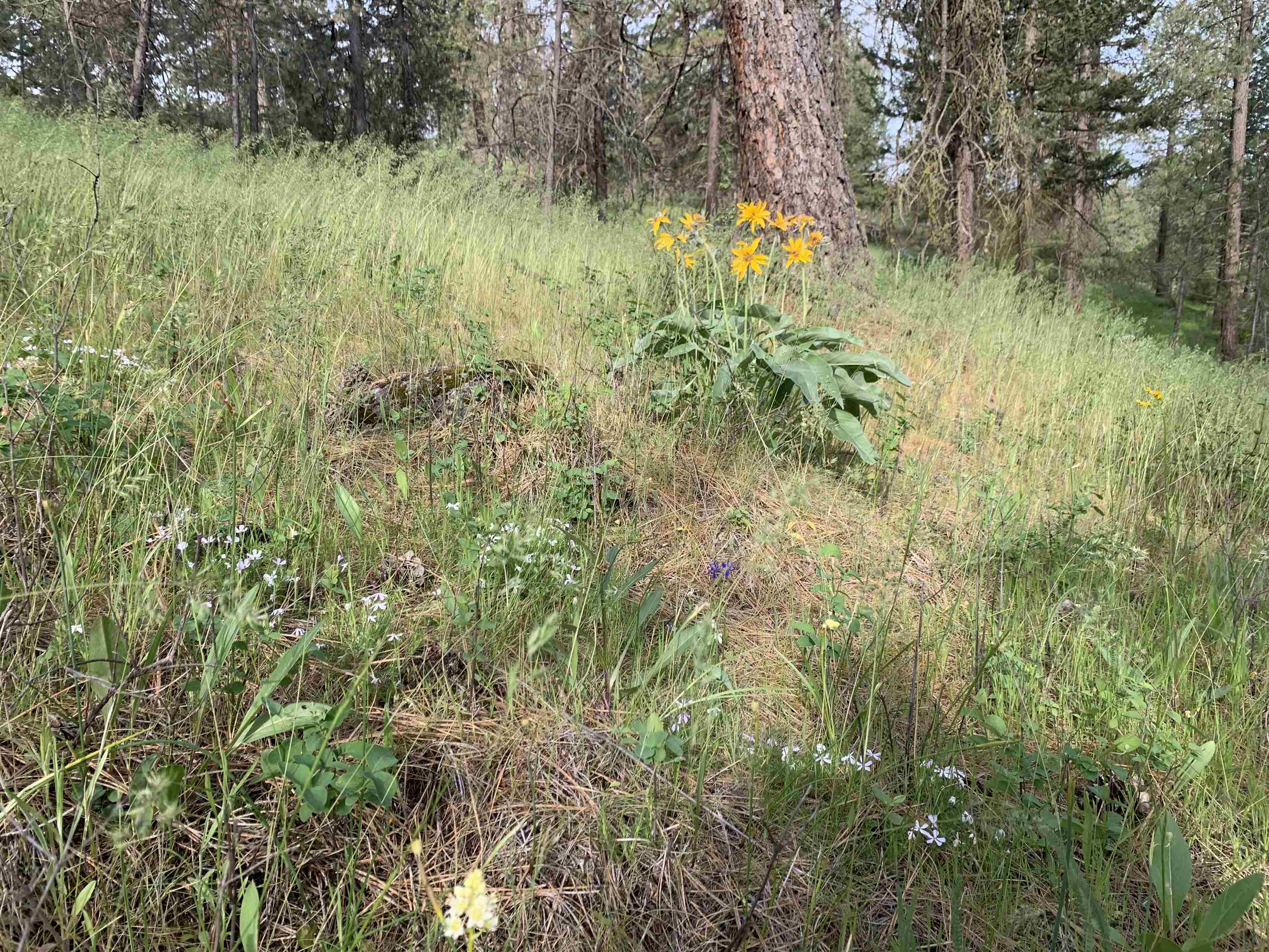160-xx North Austin Road Spokane, WA 99208 - Photo 18 of 32