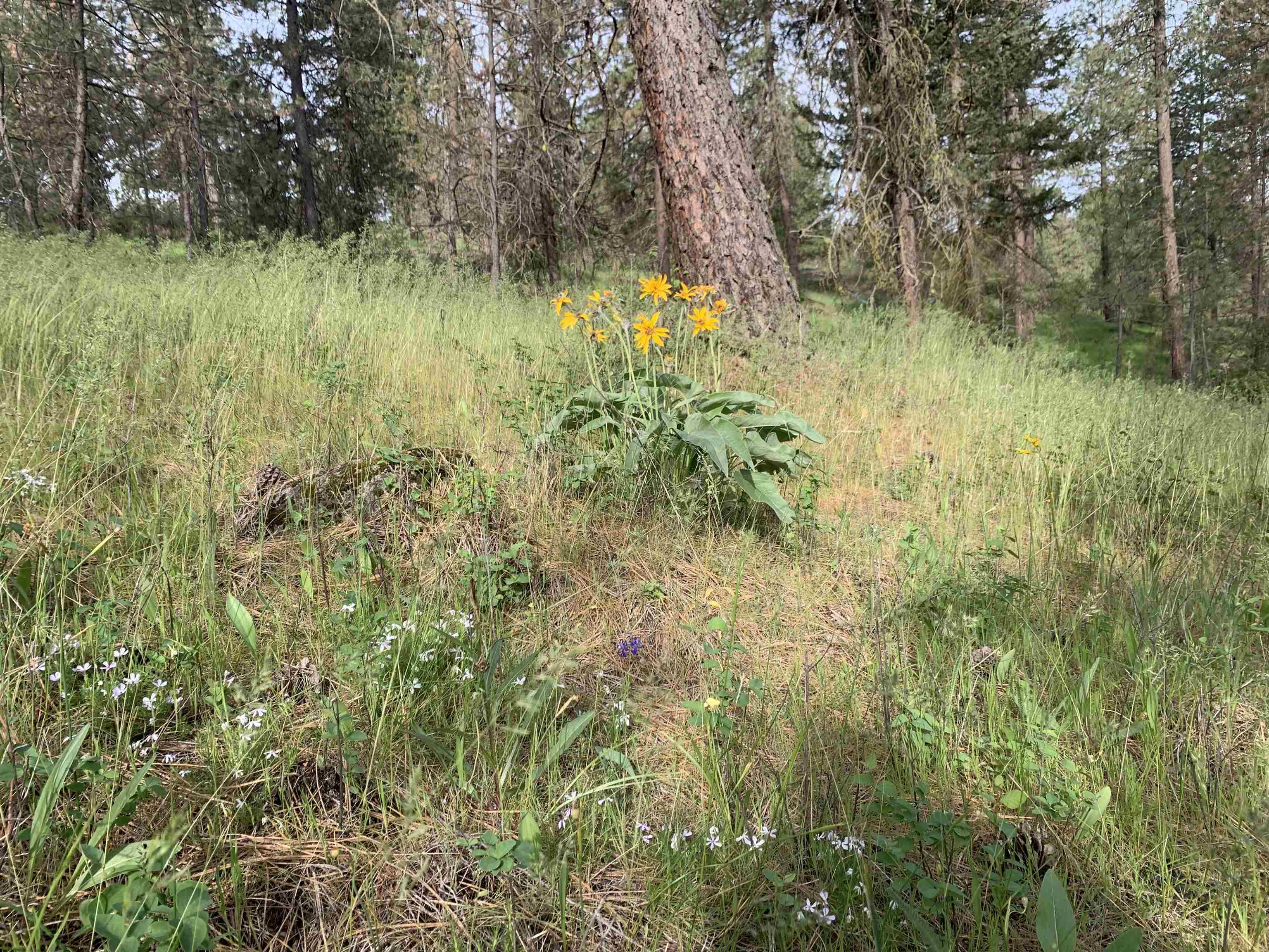 160-xx North Austin Road Spokane, WA 99208 - Photo 19 of 32