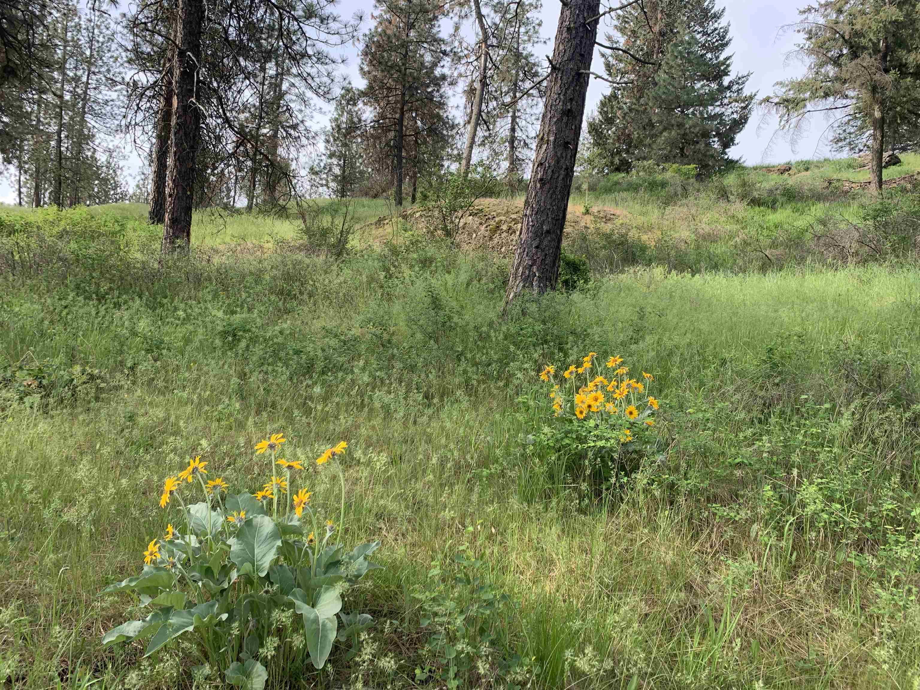 160-xx North Austin Road Spokane, WA 99208 - Photo 9 of 32